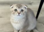 Scottish Fold - Scottish Fold Cat For Sale - Ferndale&comma; WA&comma; US