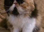 Mary Jane - Exotic Cat For Sale - Saint Petersburg&comma; FL&comma; US