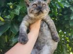 Smoke selkirk rex male - Selkirk Rex Cat For Sale - Iva&comma; SC&comma; US