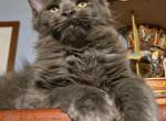 Eva - Maine Coon Cat For Sale - Frederick&comma; MD&comma; US