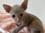 Rare Lilac CFA SOLD - Cornish Rex Kitten For Sale - Amelia Island&comma; FL&comma; US