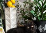 Iriska - British Shorthair Kitten For Sale - Chicago&comma; IL&comma; US