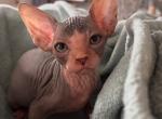 Bicolored Female 1 - Sphynx Cat For Sale - Ewing&comma; NJ&comma; US