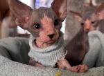 Bicolored Female 2 - Sphynx Cat For Sale - Ewing&comma; NJ&comma; US