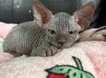 Solid blue Female 4 - Sphynx Cat For Sale - Ewing&comma; NJ&comma; US