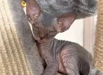 Tiger striped Blue Female 6 - Sphynx Cat For Sale - Ewing&comma; NJ&comma; US