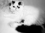 Rosie's baby boys - Persian Cat For Sale - Saylorsburg&comma; PA&comma; US