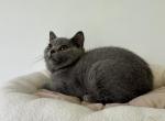 Bella - British Shorthair Cat For Sale - Philadelphia&comma; PA&comma; US