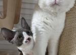 Pangpang - Selkirk Rex Cat For Sale - San Jose&comma; CA&comma; US
