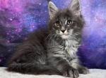 noodle - Maine Coon Kitten For Sale - WA&comma; US