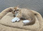 Darla - Exotic Cat For Sale - Henderson&comma; CO&comma; US