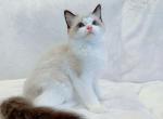 Kova - Ragdoll Cat For Sale - Las Vegas&comma; NV&comma; US