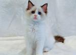 Zeva - Ragdoll Cat For Sale - Las Vegas&comma; NV&comma; US