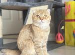 Kitten Scottish Fold Female - Scottish Fold Cat For Sale - Orlando&comma; FL&comma; US