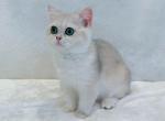 Pudding - British Shorthair Cat For Sale - Las Vegas&comma; NV&comma; US