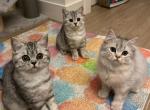 Blossom update - Scottish Fold Cat For Sale - Tukwila&comma; WA&comma; US