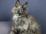 Evrika - Maine Coon Cat For Sale - Hollywood&comma; FL&comma; US