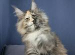 Carina - Maine Coon Cat For Sale - Hollywood&comma; FL&comma; US