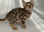 Miranda - Bengal Cat For Sale - Norwalk&comma; CT&comma; US