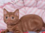 Roxana - British Shorthair Cat For Sale - Hollywood&comma; FL&comma; US