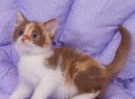 Tina - British Shorthair Kitten For Sale - Hollywood&comma; FL&comma; US