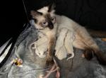 Rebels litter - Siamese Kitten For Sale - Plainfield&comma; IN&comma; US