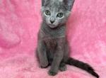 Mario - Russian Blue Cat For Sale - Staten Island&comma; NY&comma; US