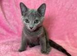 Maron - Russian Blue Cat For Sale - Staten Island&comma; NY&comma; US