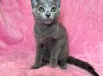 Miriam - Russian Blue Cat For Sale - Staten Island&comma; NY&comma; US