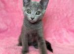 Maya - Russian Blue Cat For Sale - Staten Island&comma; NY&comma; US