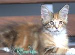 Bonnie - Maine Coon Cat For Sale - Miami&comma; FL&comma; US
