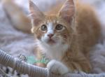 Bruno - Maine Coon Cat For Sale - Miami&comma; FL&comma; US