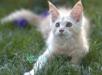 Baron - Maine Coon Cat For Sale - Miami&comma; FL&comma; US