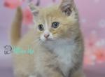 Queen - Munchkin Cat For Sale - Pembroke Pines&comma; FL&comma; US