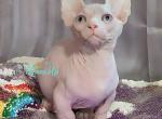Chris - Bambino Cat For Sale - Norwalk&comma; CT&comma; US