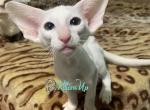 Veles&lowbar; - Oriental Cat For Sale - Pembroke Pines&comma; FL&comma; US