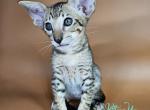 Baileys - Oriental Cat For Sale - Pembroke Pines&comma; FL&comma; US