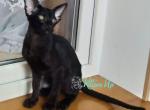 Yaromir - Oriental Cat For Sale - Pembroke Pines&comma; FL&comma; US
