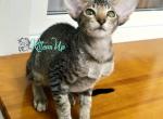Yanetta - Oriental Cat For Sale - Pembroke Pines&comma; FL&comma; US