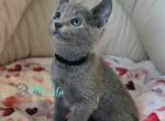 Igor - Russian Blue Kitten For Sale - Hollywood&comma; FL&comma; US