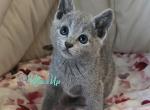 India - Russian Blue Cat For Sale - Hollywood&comma; FL&comma; US