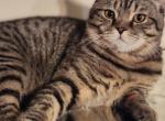 A litter of Scottish Folds & Straights - Scottish Fold Cat For Sale - Copperas Cove&comma; TX&comma; US