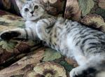 Tom - British Shorthair Cat For Sale - Copperas Cove&comma; TX&comma; US