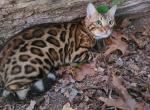 Lady - Bengal Cat For Sale - Bridgeton&comma; NJ&comma; US
