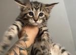 Maine coon Russian blue - Maine Coon Kitten For Sale - Mishawaka&comma; IN&comma; US