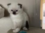 Jackpot2 - Ragdoll Kitten For Sale - WI&comma; US