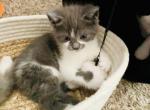 Jax - Scottish Straight Kitten For Sale - WI&comma; US