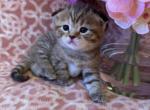 Paris - Scottish Fold Kitten For Sale - Federal Way&comma; WA&comma; US
