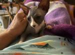 Nebula's Kitten - Sphynx Kitten For Sale - AZ&comma; US