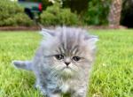 Sprinkle - Persian Kitten For Sale - Pensacola&comma; FL&comma; US